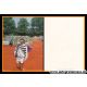 Autogramm Tennis | Markus ZILLNER | 1990er (Portrait Color)
